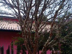 TERRENO - Campinas/SP - Morada das Nascentes (Joaquim Egídio) - Imagem 8