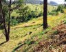 TERRENO - Campinas/SP - Morada das Nascentes (Joaquim Egídio) - Imagem 3