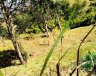 TERRENO - Campinas/SP - Morada das Nascentes (Joaquim Egídio) - Imagem 6