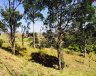TERRENO - Campinas/SP - Morada das Nascentes (Joaquim Egídio) - Imagem 5